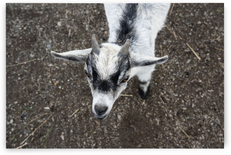 Bebe chevre by Melissa Lefebvre