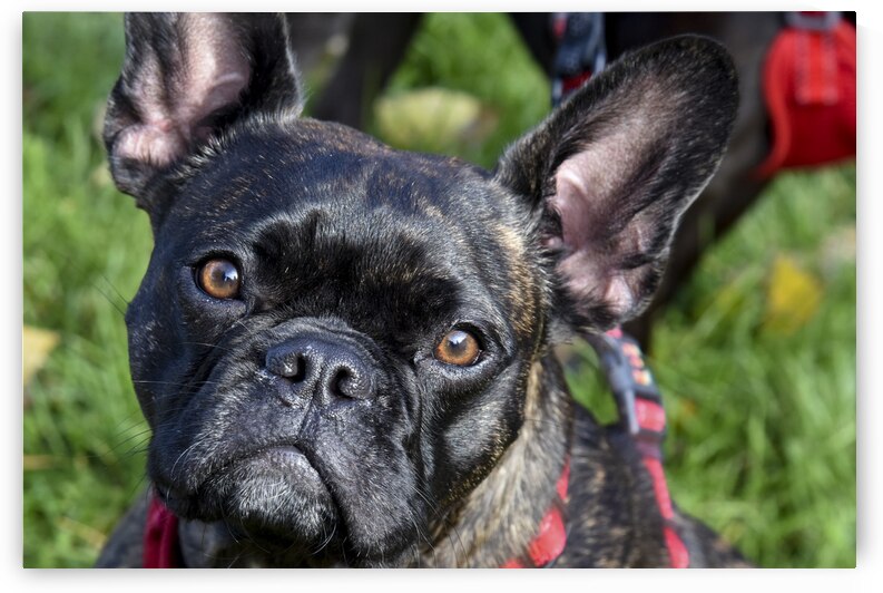 Bulldog en promenade by Melissa Lefebvre