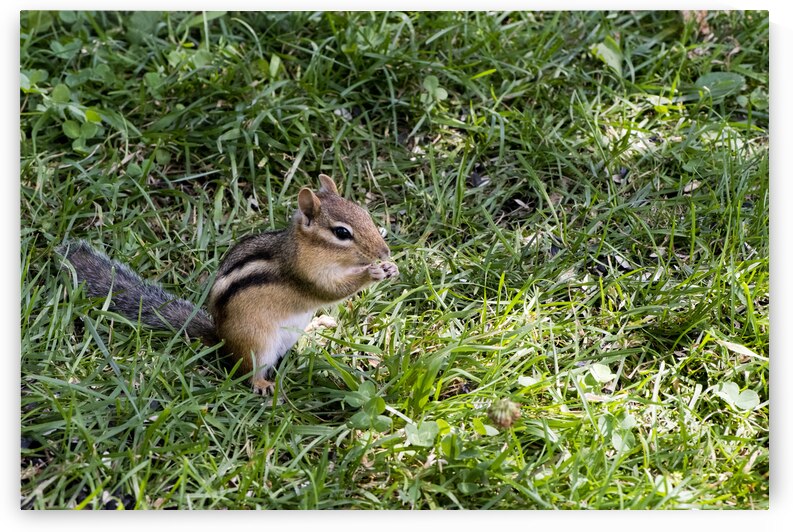 Suisse du Quebec by Melissa Lefebvre