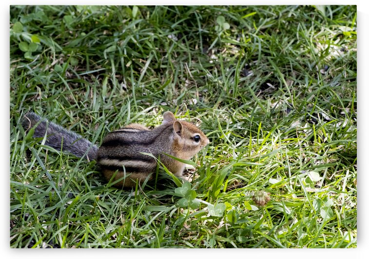 Suisse du Quebec  by Melissa Lefebvre