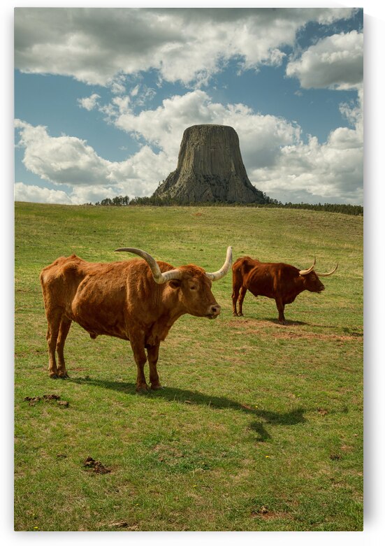 Texas Longhorn Cows Gracefully Posing at Majestic Devils Tower by Bo Insogna