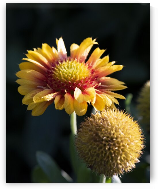 Fleurs decorative by Melissa Lefebvre