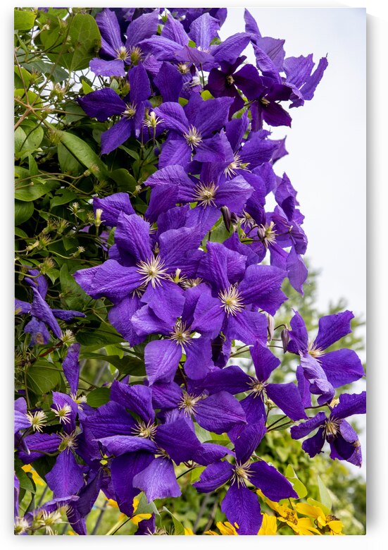 Grappe de clematis by Melissa Lefebvre