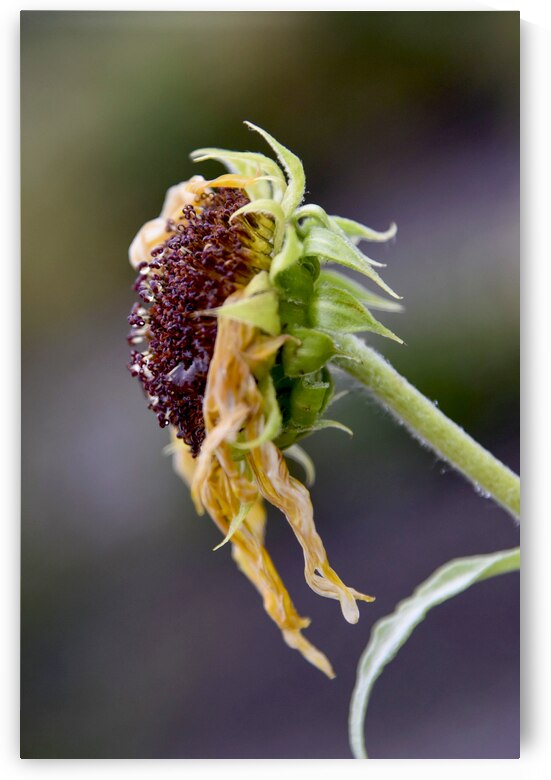 Tournesol en fin de vie by Melissa Lefebvre