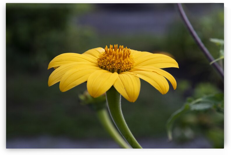 Fleurs jaune magnifique by Melissa Lefebvre
