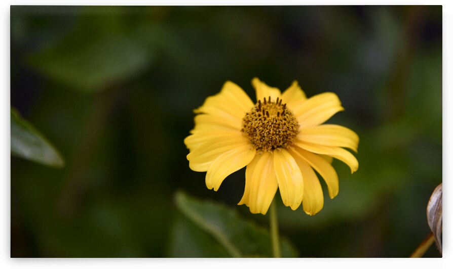 fleur au soleil by Melissa Lefebvre