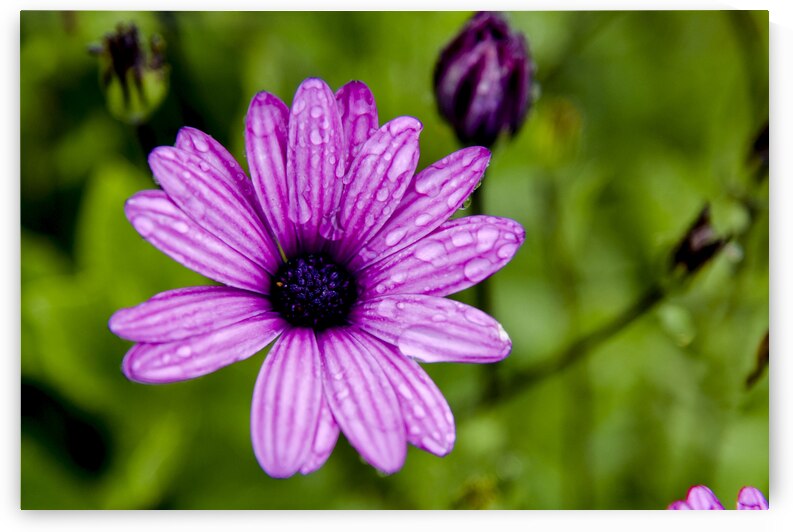 Anemone by Melissa Lefebvre