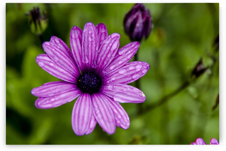 Anemone 2 by Melissa Lefebvre