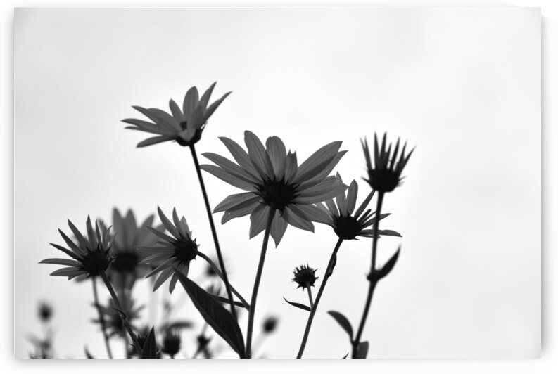 Fleur noir et blanc by Melissa Lefebvre