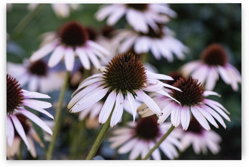 Echinace macro by Melissa Lefebvre