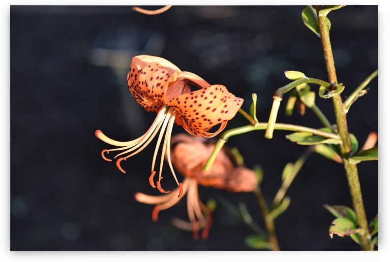 Fleur dete decorative by Melissa Lefebvre