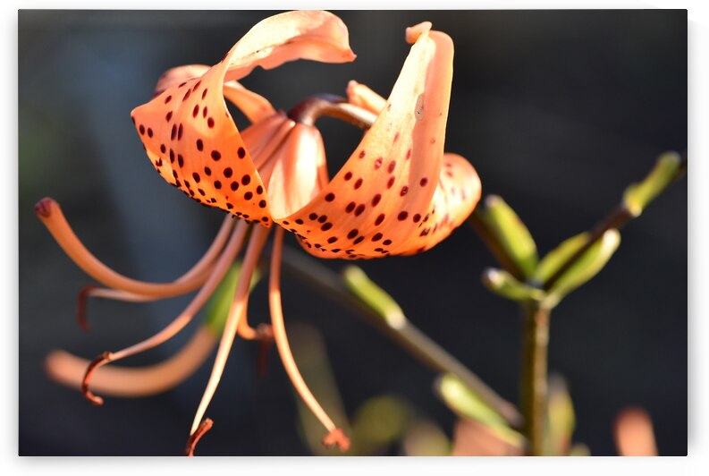 Lys au soleil dete by Melissa Lefebvre