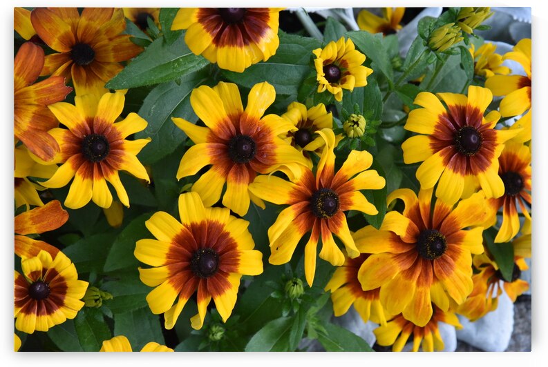 Champs de tournesol by Melissa Lefebvre