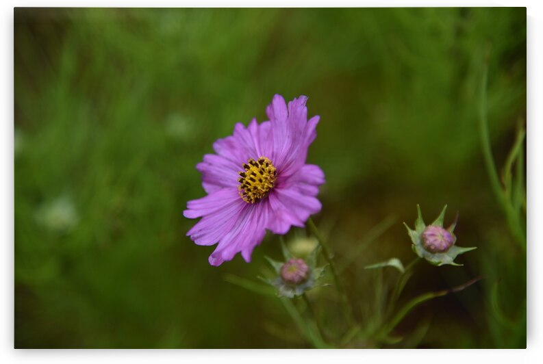 Fleurs cosmos by Melissa Lefebvre