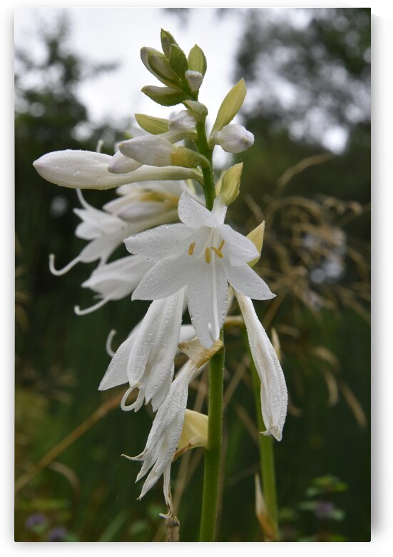 Fleur Blanche by Melissa Lefebvre