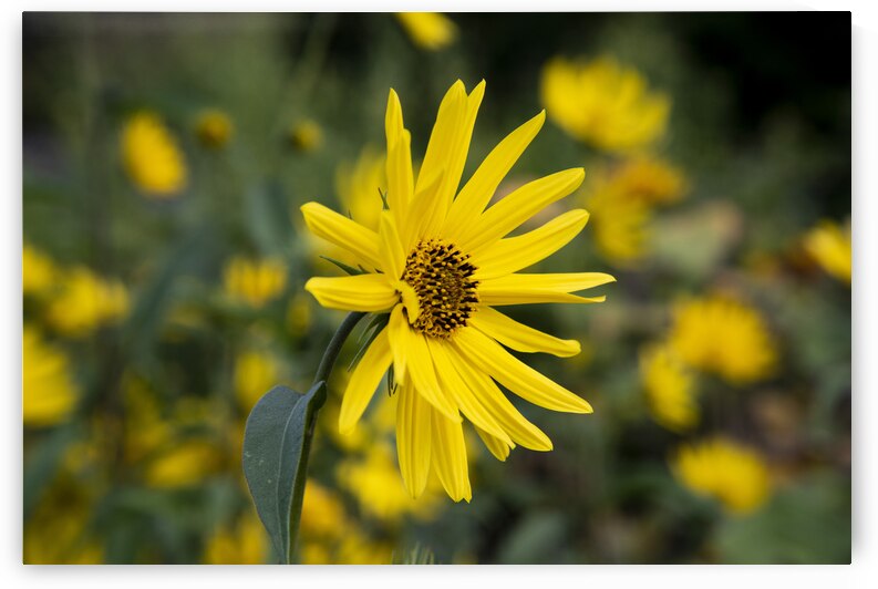 Fleurs Macro by Melissa Lefebvre