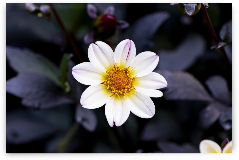 Fleur naturel by Melissa Lefebvre