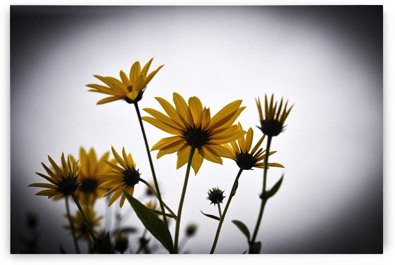 Decorative wall flowers by Melissa Lefebvre