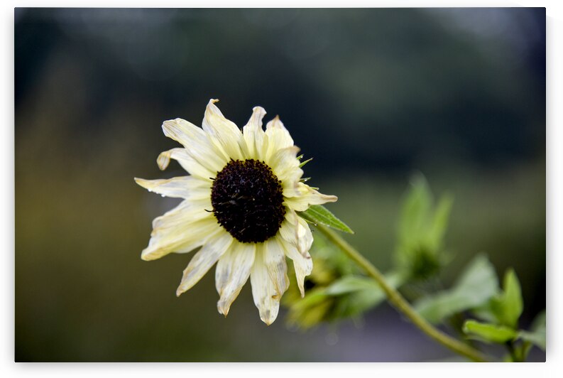 Survivant  by Melissa Lefebvre