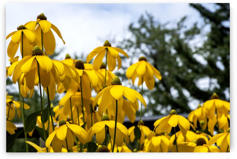 Tournesol en course by Melissa Lefebvre