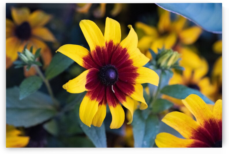 Margurerite eclatante by Melissa Lefebvre