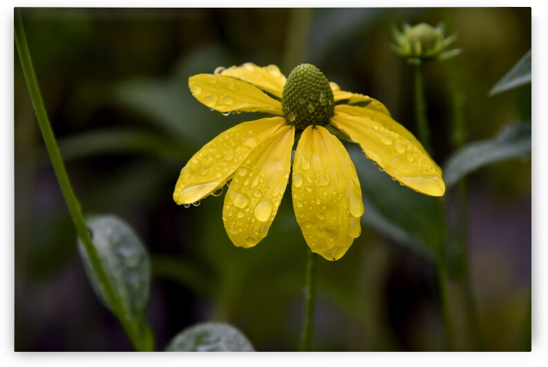 Fleur sous la pluie de printemps by Melissa Lefebvre