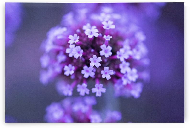 Fleurs mauve verveine macro by Melissa Lefebvre