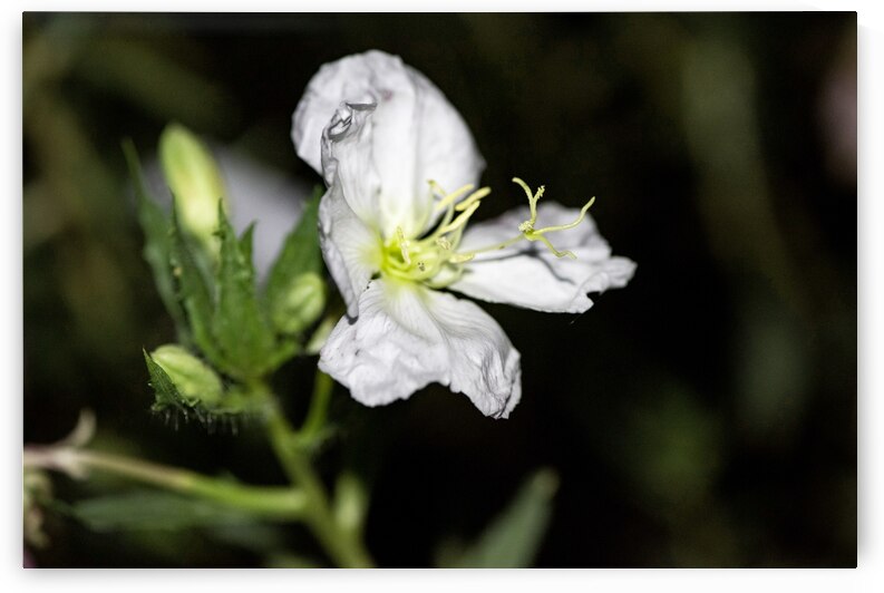 Fleurs power by Melissa Lefebvre