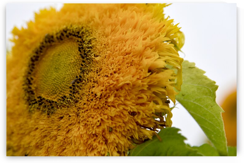 Tournesol big macro by Melissa Lefebvre