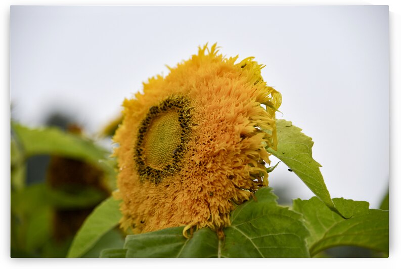 Tournesol macro by Melissa Lefebvre