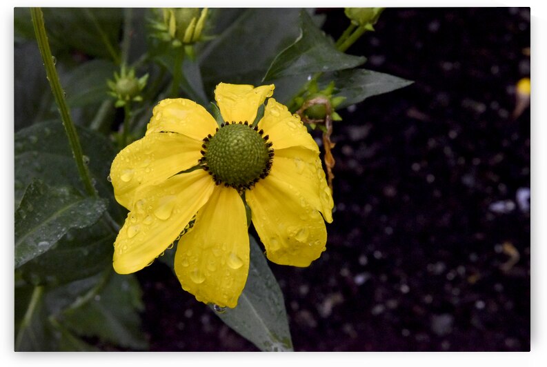 Fleurir sous la pluie by Melissa Lefebvre