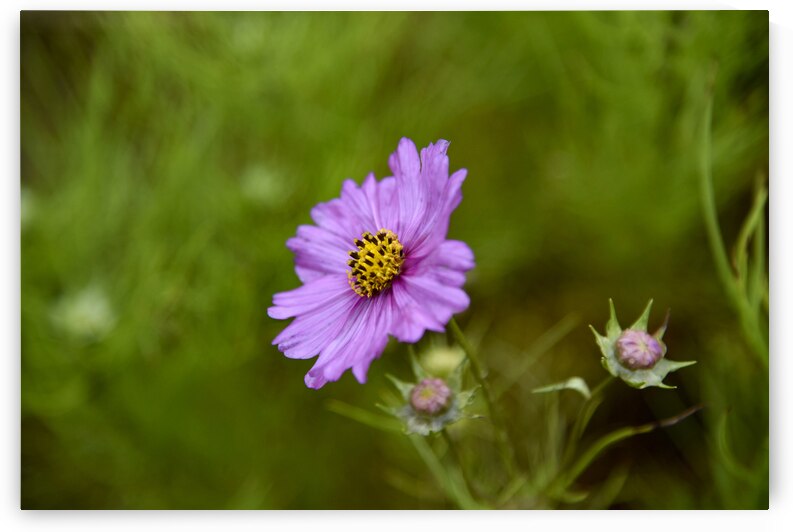 Cosmos solitaire by Melissa Lefebvre