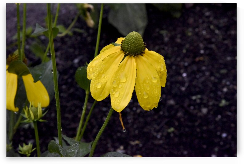 Pluie et deception by Melissa Lefebvre