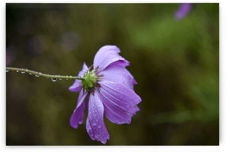 Cosmos sous la pluie by Melissa Lefebvre