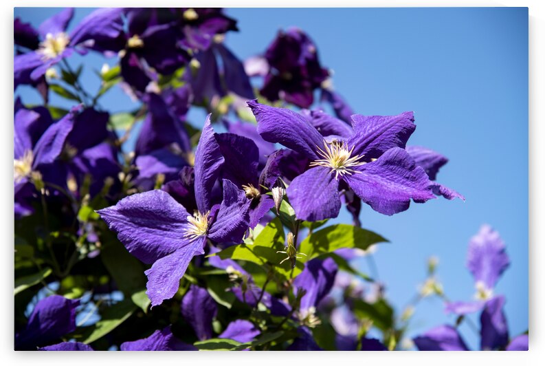 Plante mauve clematis by Melissa Lefebvre