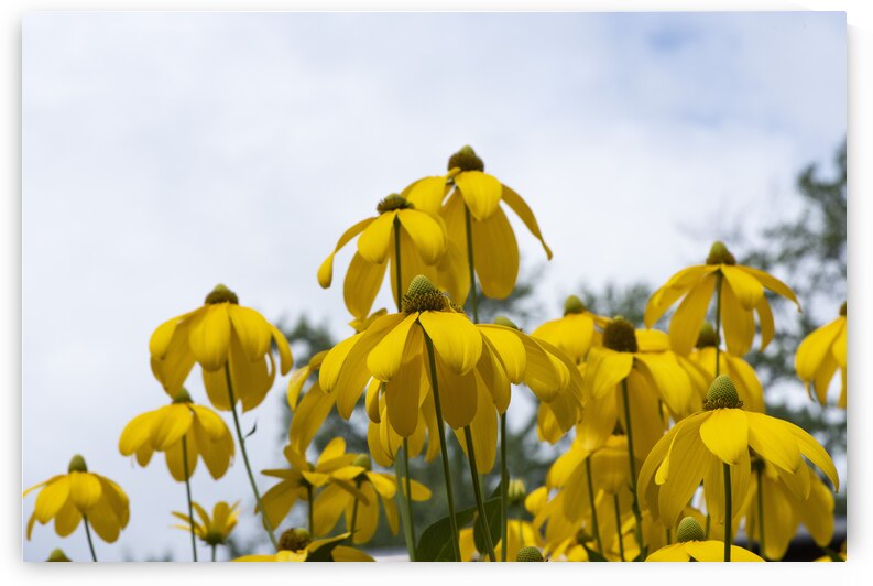 Tournesol naturel by Melissa Lefebvre