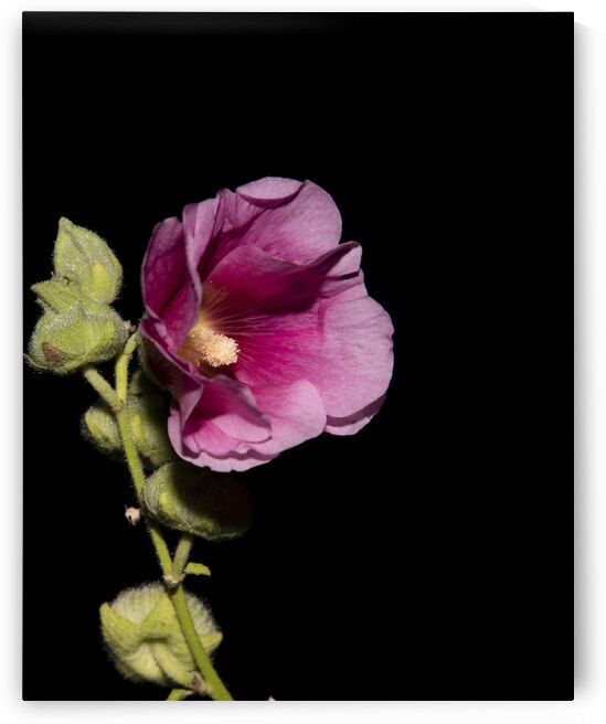 Fleurs Hisbucus rose de nuit by Melissa Lefebvre