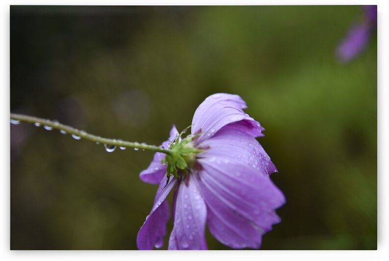 Macros sous la pluie by Melissa Lefebvre