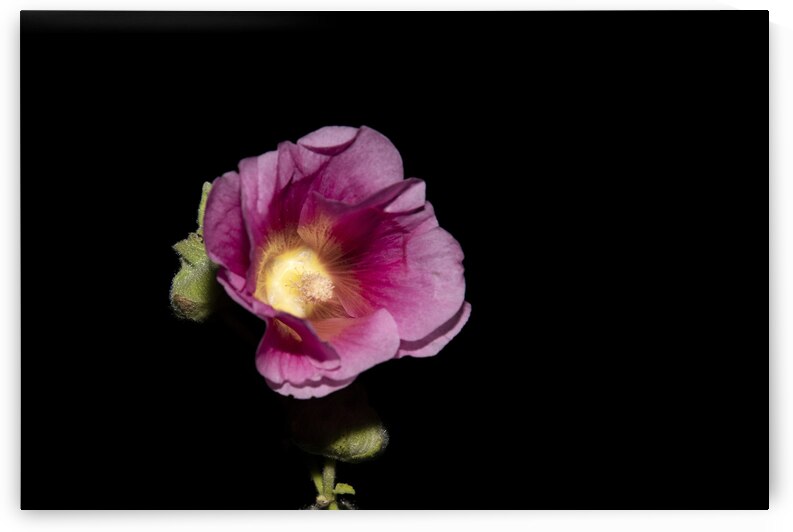 Hibiscus de nuit  by Melissa Lefebvre