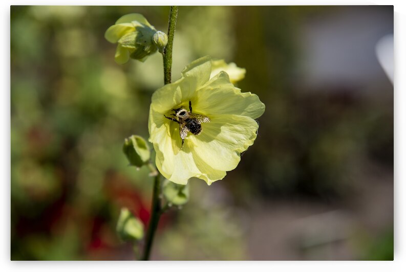 Hibiscus jaune  by Melissa Lefebvre