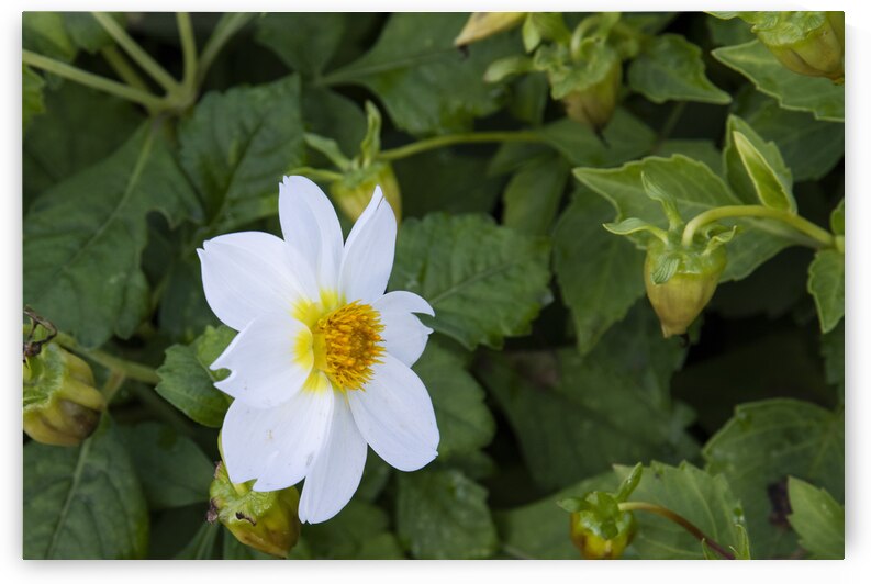 fleurs isole by Melissa Lefebvre
