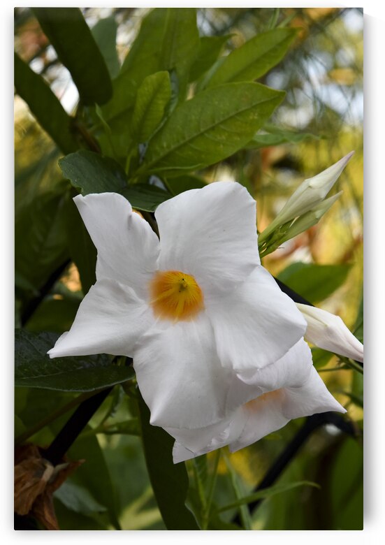Jolie fleurs blanche macro by Melissa Lefebvre