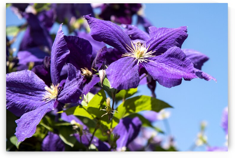 Fleurs du printemps by Melissa Lefebvre