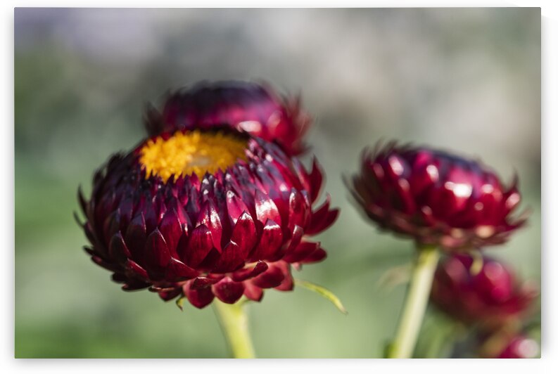  immortelle a bracteesfleur by Melissa Lefebvre