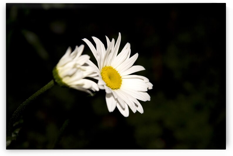 Margurite macro de nuit by Melissa Lefebvre