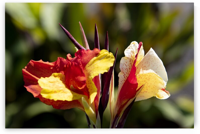 Balisier comestible by Melissa Lefebvre