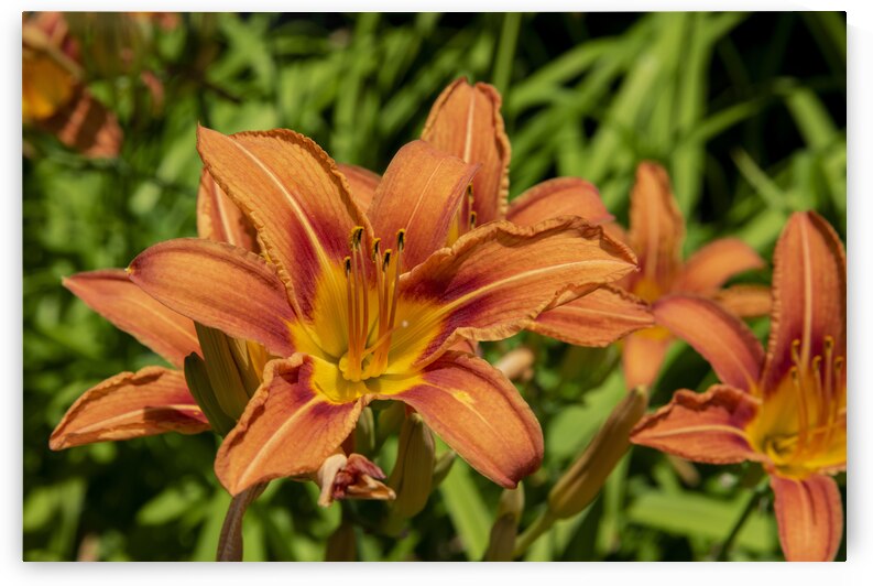 Lys orange by Melissa Lefebvre