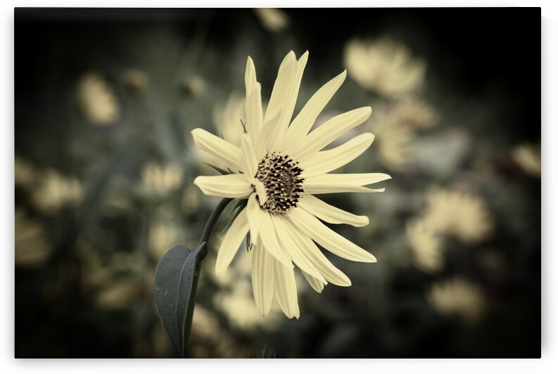 Decorative fleurs dete by Melissa Lefebvre