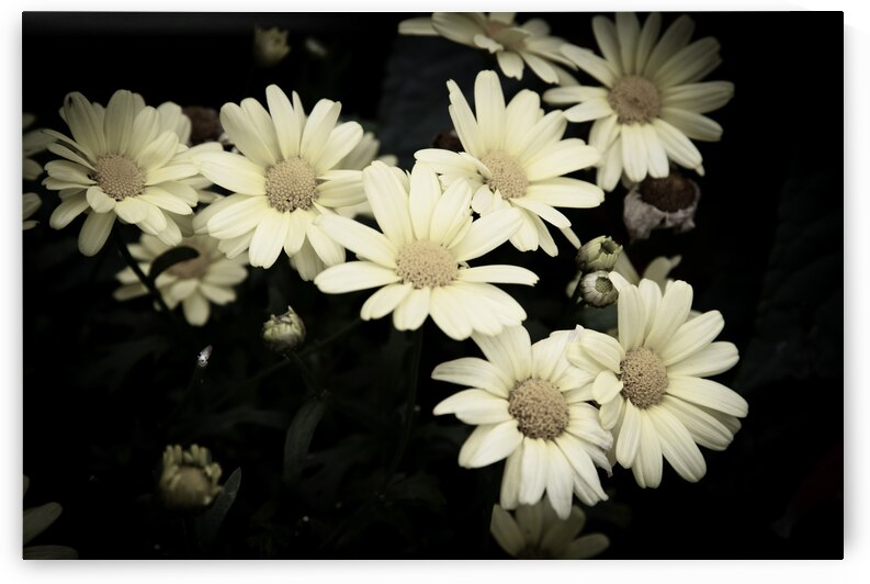 Fleurs desaturer  by Melissa Lefebvre