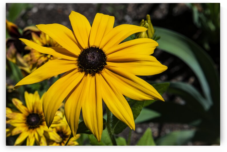 Fleurs tournesol en macro by Melissa Lefebvre
